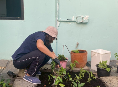 “ปลูกพืชผักสวนครัว” ภายใต้โครงการส่งเสริมองค์กรคุณธรรม ... พารามิเตอร์รูปภาพ 10